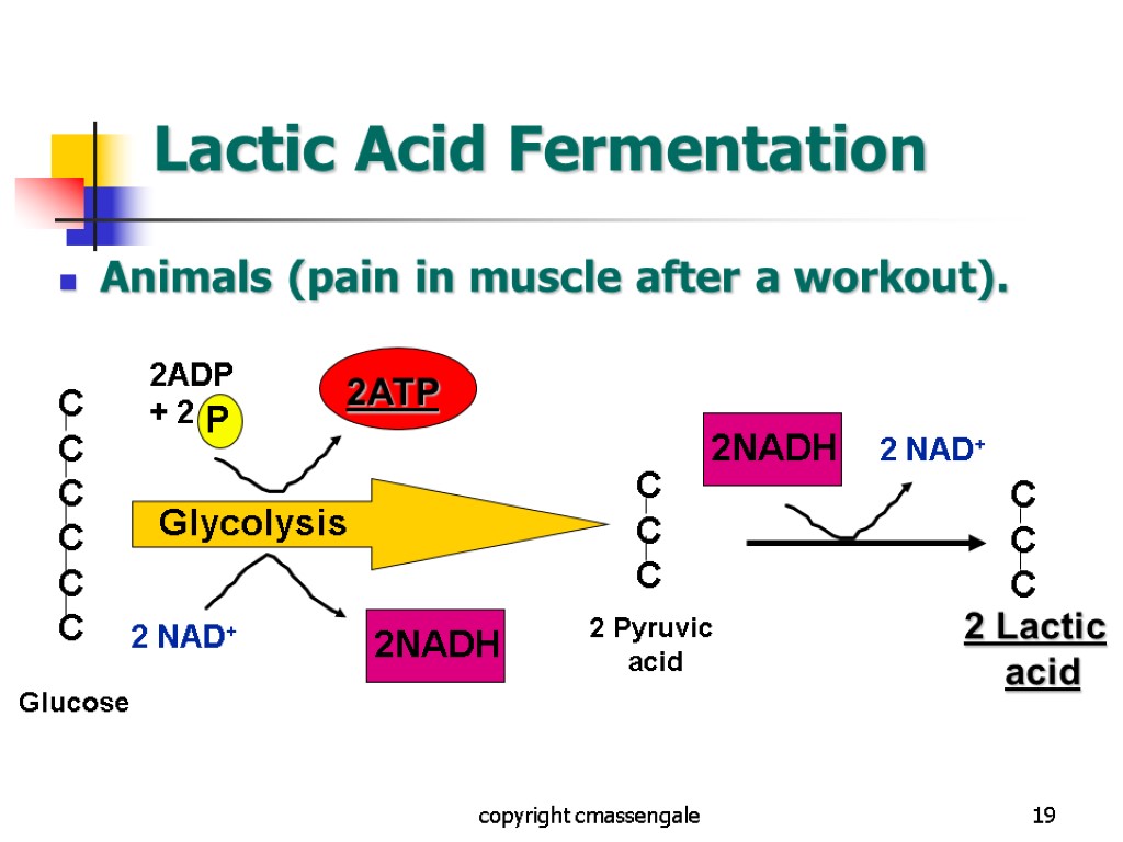 19 Lactic Acid Fermentation Animals (pain in muscle after a workout). copyright cmassengale